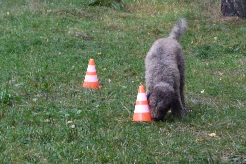 Raggio di Sole Hunde Training