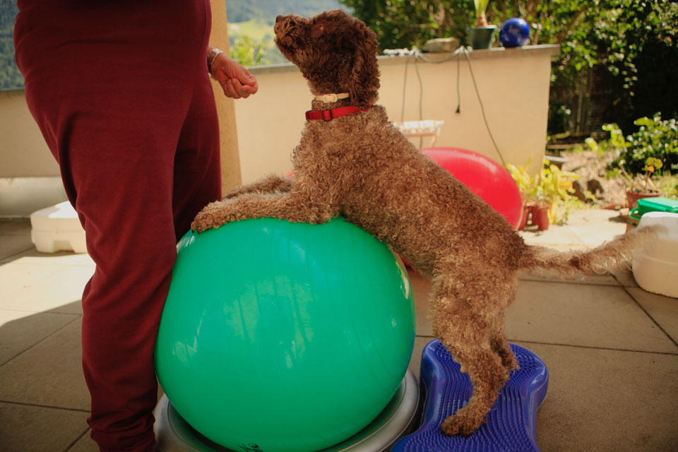 Raggio di Sole Hunde Training