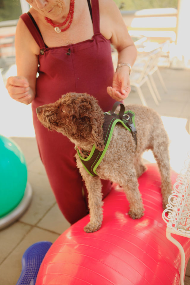 Raggio di Sole Hunde Training